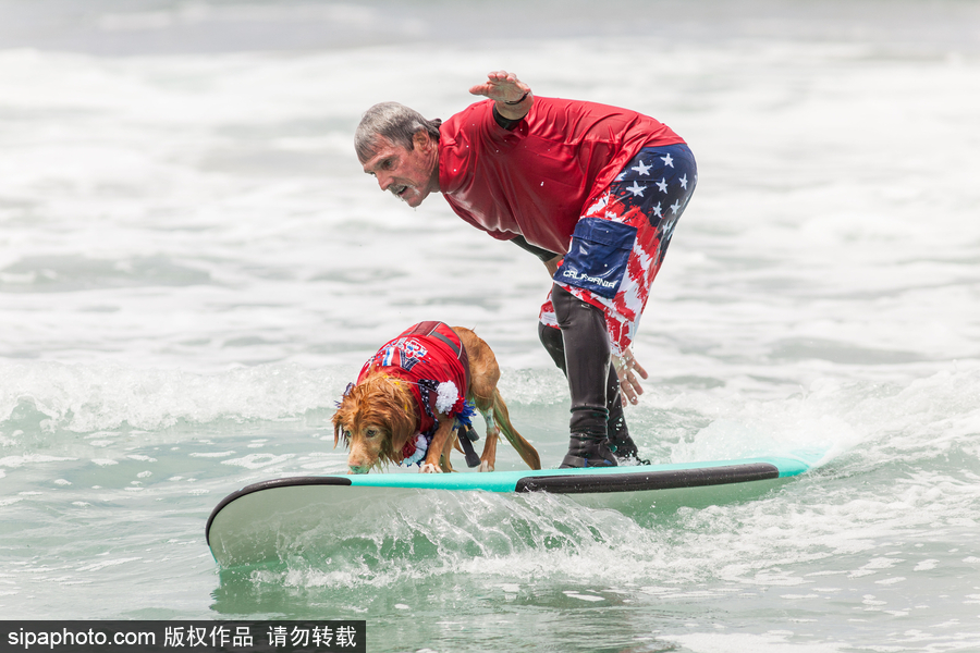 狗狗也沖浪！實(shí)拍美國加州小狗沖浪瞬間 妙趣橫生萌態(tài)十足