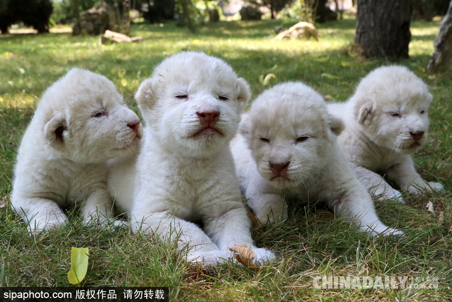 俄羅斯動(dòng)物園里的白獅寶寶 張嘴“怒吼”奶氣十足