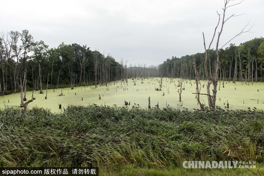 美國紐堡藍(lán)綠藻類泛濫成災(zāi) 河水散發(fā)惡臭