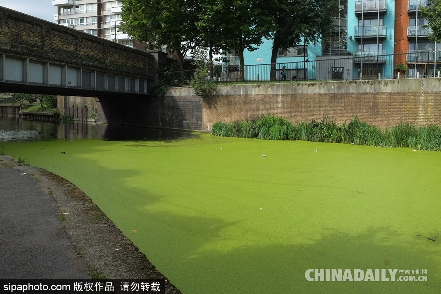 倫敦最古老運(yùn)河 覆蓋厚厚綠藻觸目驚心