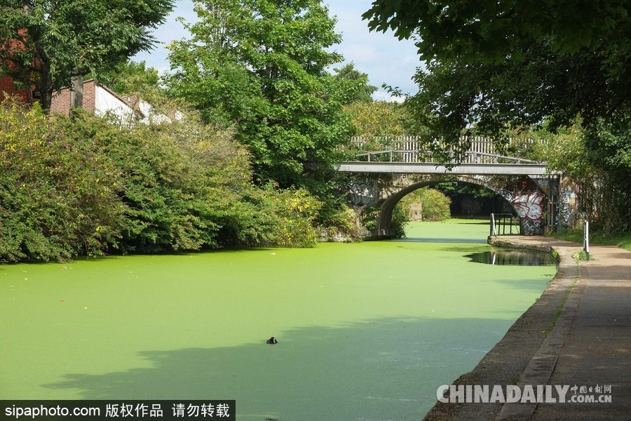 倫敦最古老運河 覆蓋厚厚綠藻觸目驚心