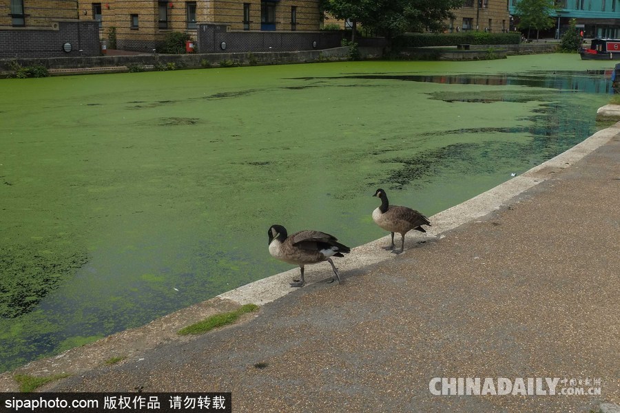 倫敦最古老運(yùn)河 覆蓋厚厚綠藻觸目驚心