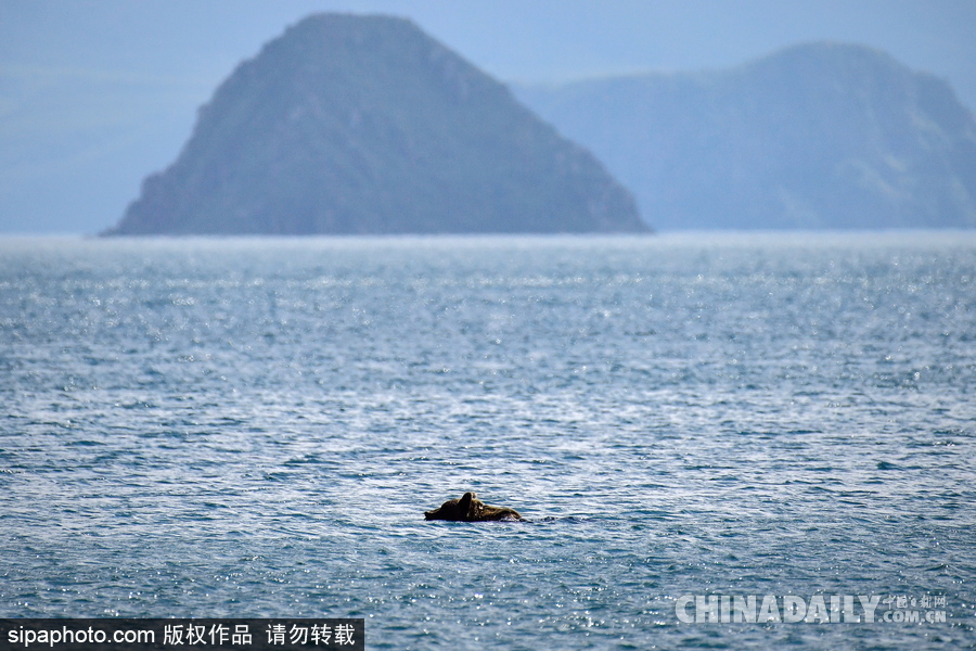 攝影師記錄棕熊捕魚瞬間 彪悍兇猛