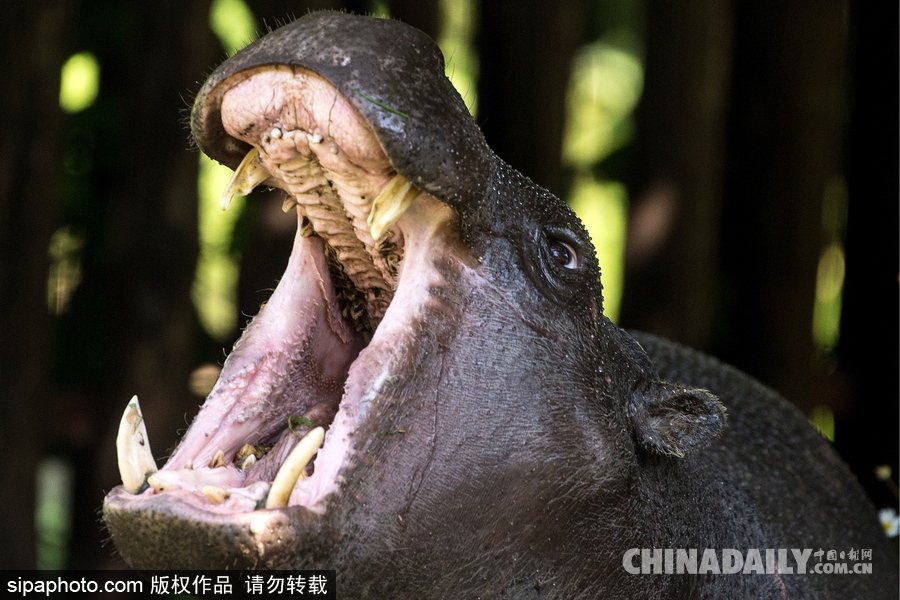 莫斯科動物園里的倭河馬 龐大笨重張嘴顯“霸氣”