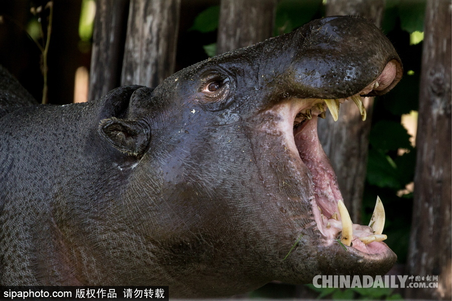 莫斯科動物園里的倭河馬 龐大笨重張嘴顯“霸氣”