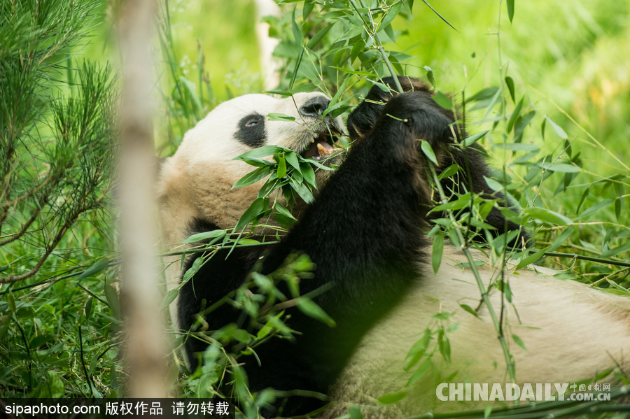 愛丁堡動物園證實“甜甜”懷孕 期待誕下熊貓寶寶