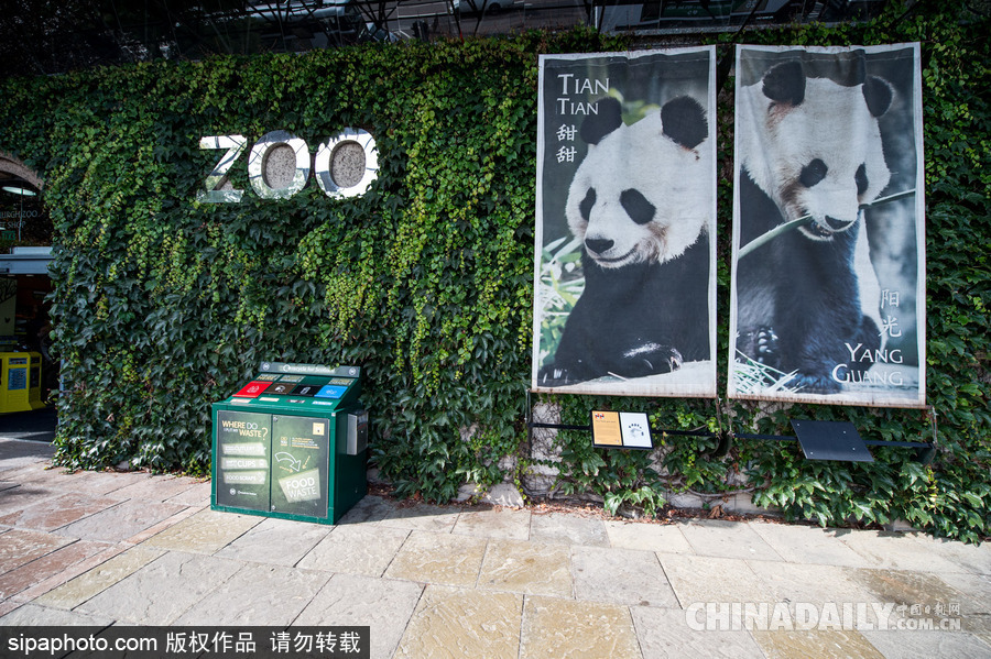 愛(ài)丁堡動(dòng)物園證實(shí)“甜甜”懷孕 期待誕下熊貓寶寶