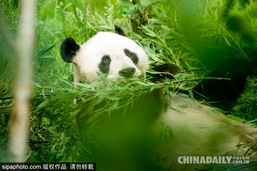 愛丁堡動物園證實(shí)“甜甜”懷孕 期待誕下熊貓寶寶