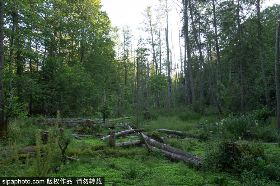 歐洲最后的原始森林——波蘭比亞沃耶扎國家公園