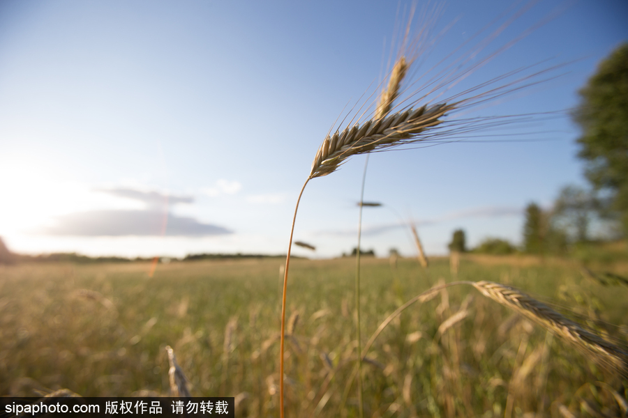 歐洲最后的原始森林——波蘭比亞沃耶扎國家公園