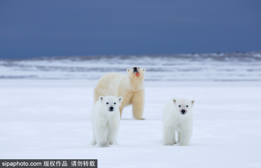 靜謐天地之間 冰天雪地中的北極熊和幼崽