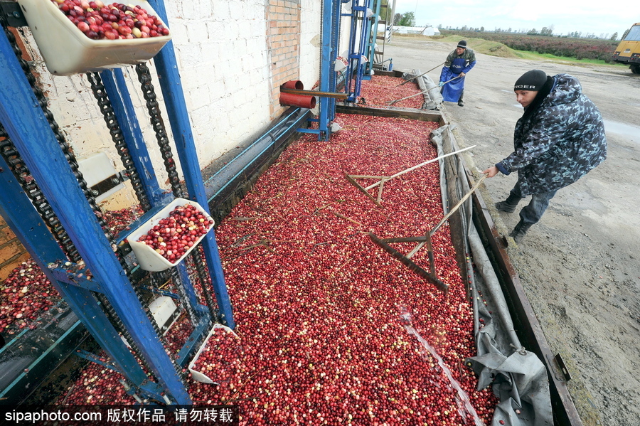 白俄羅斯布列斯特地區(qū)迎蔓越莓收獲季節(jié) 采收工作繁忙盛況空前