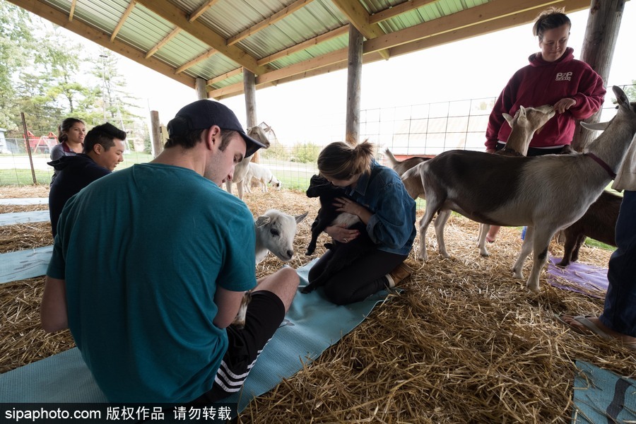 美國興起“山羊瑜伽” 羊在人身上隨意踩