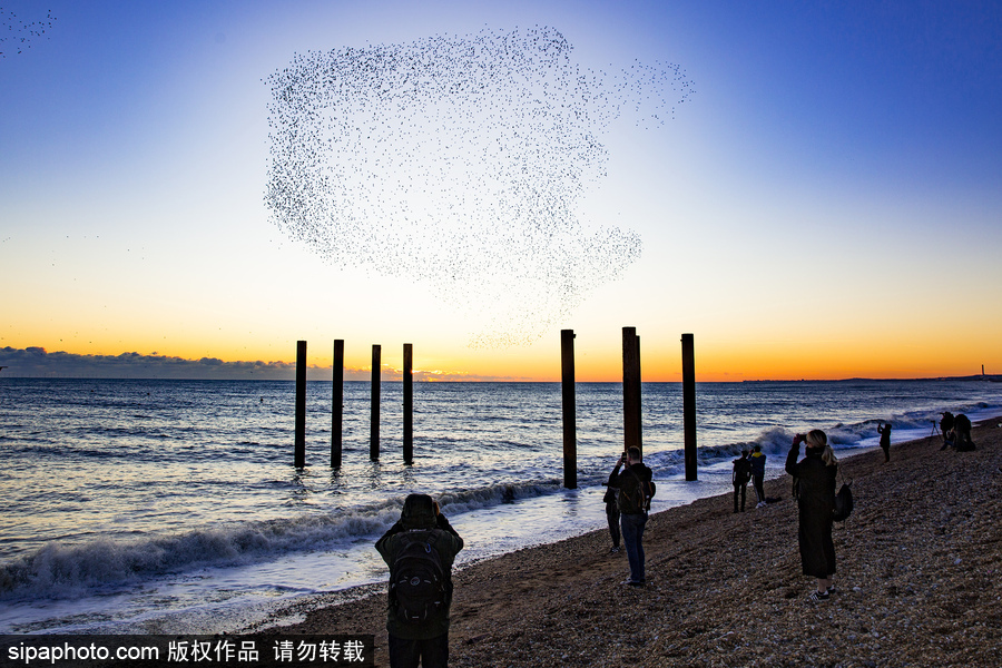 英國(guó)布萊頓：日落飛鳥 成群椋鳥掠過(guò)天空