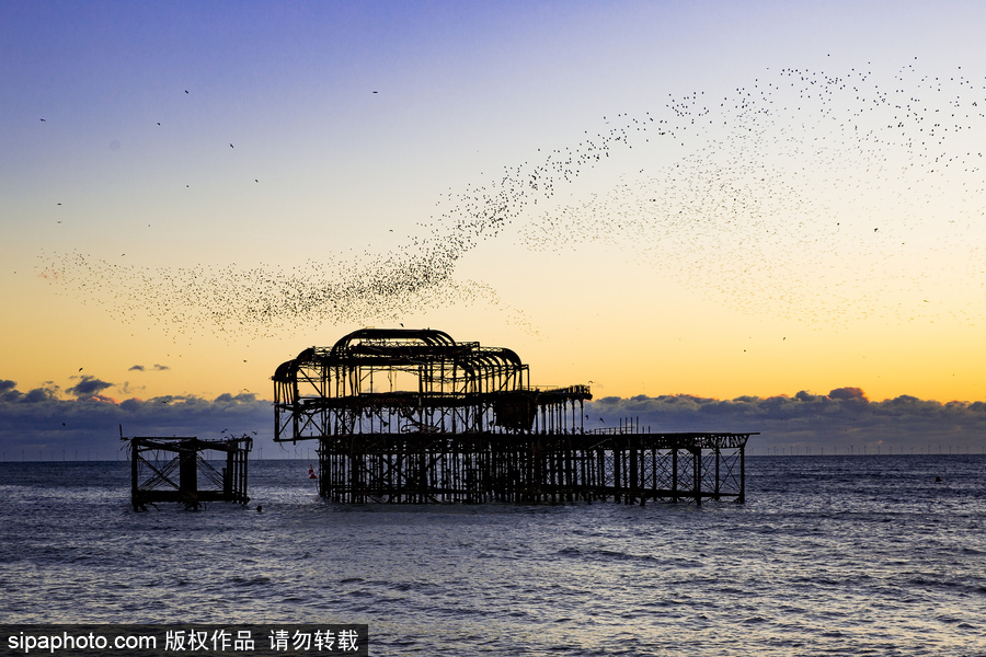 英國布萊頓：日落飛鳥 成群椋鳥掠過天空