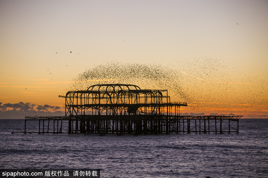 英國布萊頓：日落飛鳥 成群椋鳥掠過天空