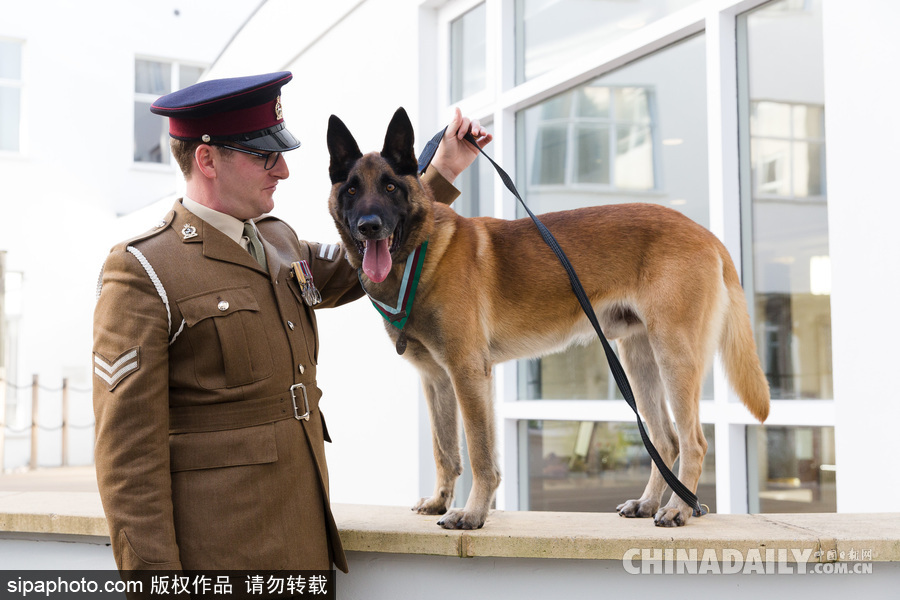 狗生巔峰 英國(guó)一只馬里努阿犬被授予維多利亞十字勛章