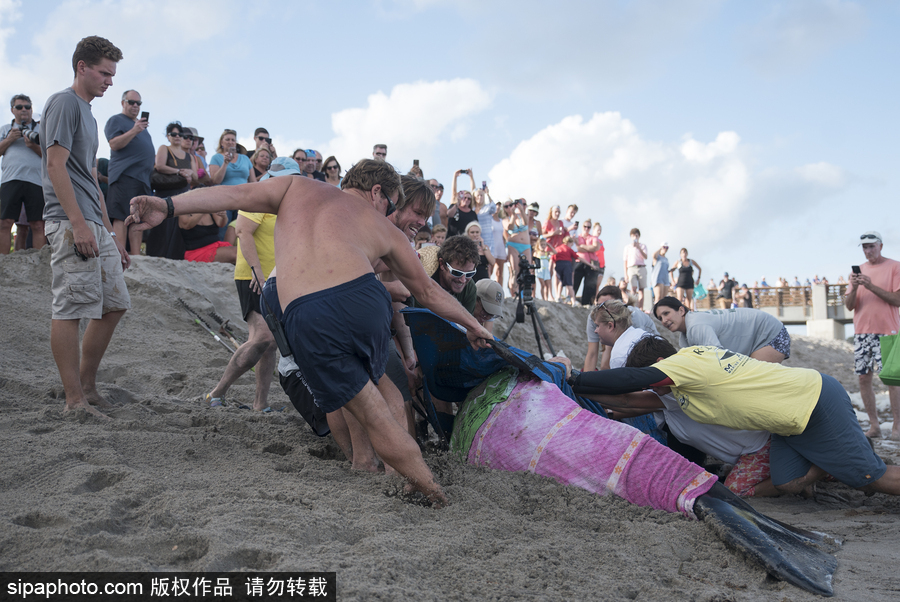 一只幼年抹香鯨擱淺美國(guó)海灘 眾人合力搶救