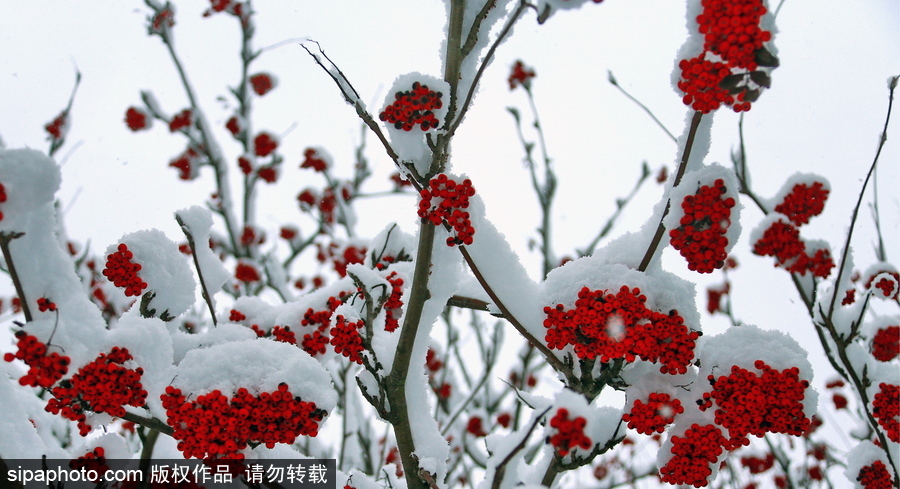 自然合奏曲！俄羅斯伊凡諾沃初冬皚皚白雪干凈純粹