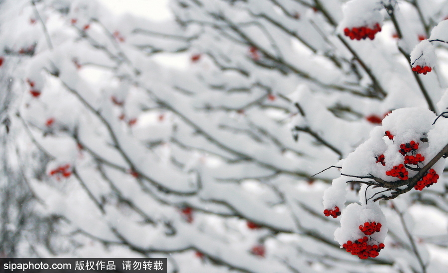 自然合奏曲！俄羅斯伊凡諾沃初冬皚皚白雪干凈純粹