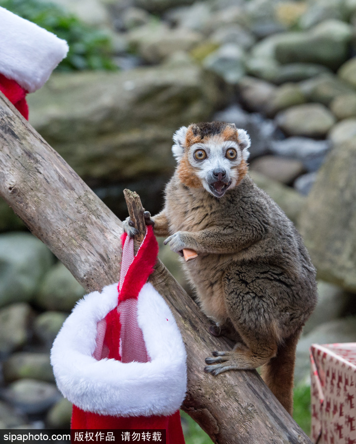 英國(guó)布里斯托動(dòng)物園迎接圣誕節(jié) 動(dòng)物喜獲“圣誕老人”禮物