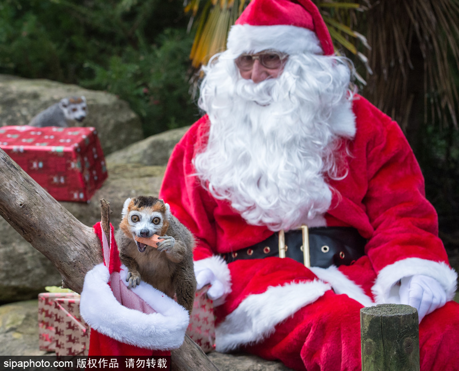 英國(guó)布里斯托動(dòng)物園迎接圣誕節(jié) 動(dòng)物喜獲“圣誕老人”禮物