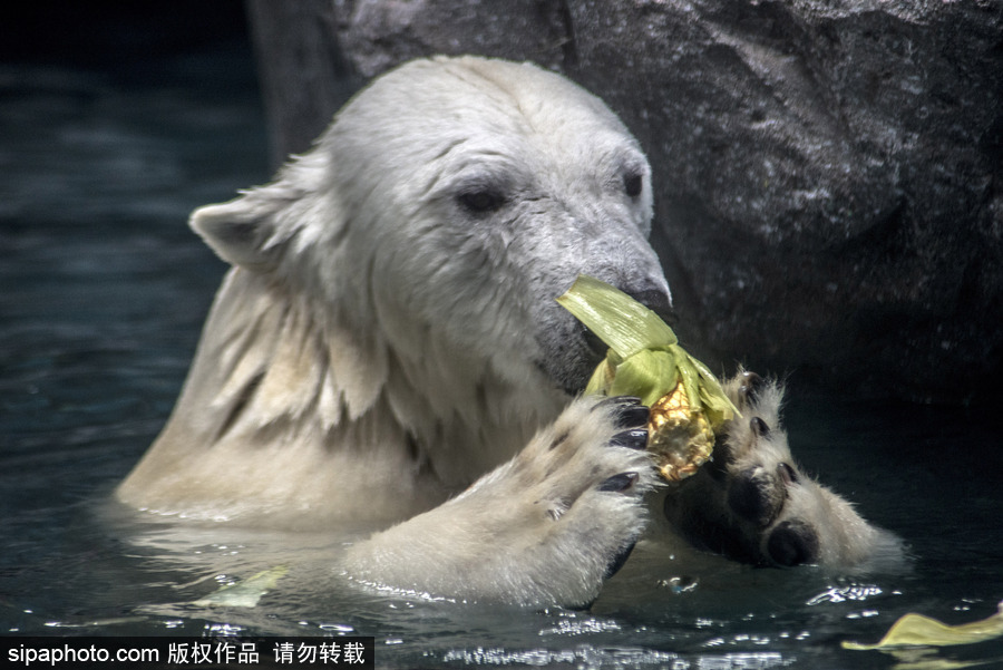 探訪巴西水族館中的北極熊 水中嬉戲玩耍萌態(tài)畢露