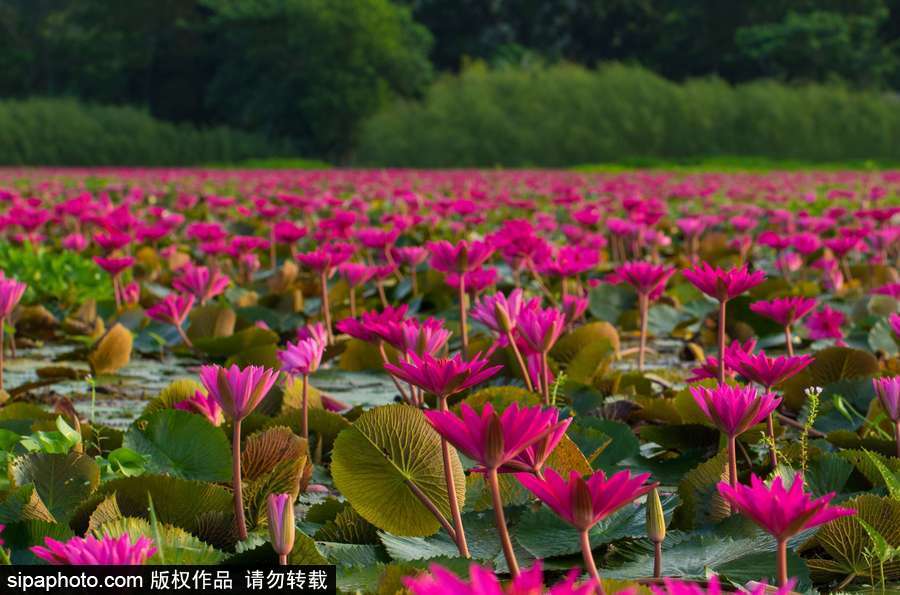 孟加拉國(guó)“睡蓮水道” 徜徉花海景象絕美