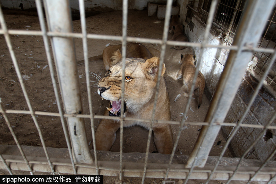 加沙一動(dòng)物園瀕臨倒閉 無奈出售獅子