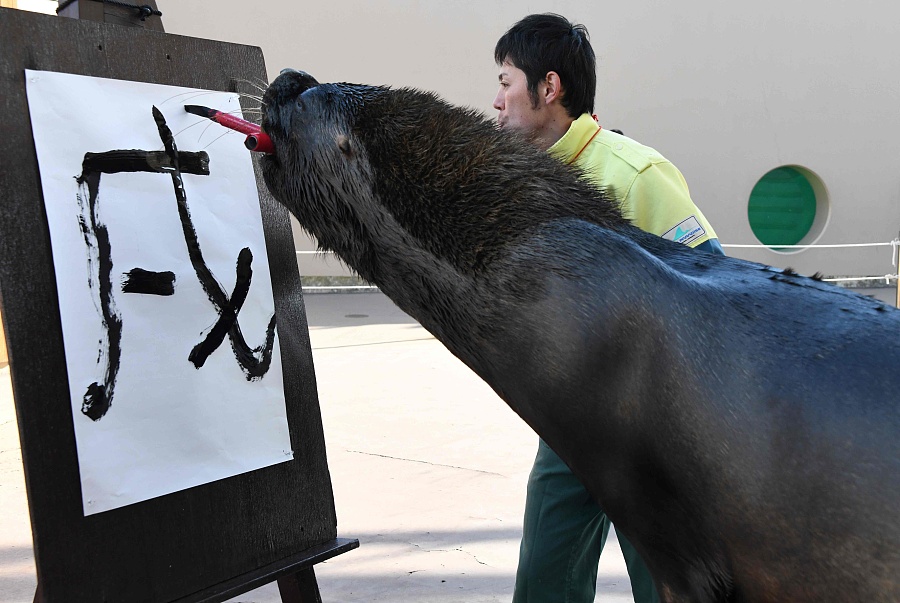 簡(jiǎn)直成精了！日本海獅嘴咬毛筆寫(xiě)“戌”字迎接狗年