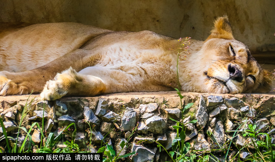 南美洲的微型動(dòng)物世界 探訪巴西索羅卡巴動(dòng)物園