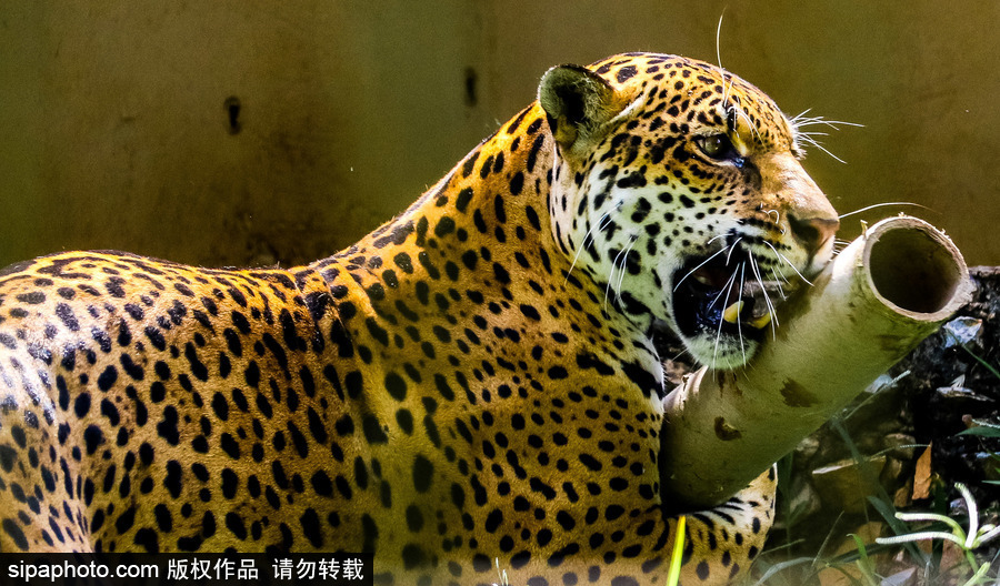 南美洲的微型動(dòng)物世界 探訪巴西索羅卡巴動(dòng)物園