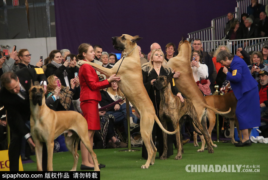 威斯敏斯特142屆狗展開(kāi)幕 萌犬與主人互動(dòng)樂(lè)趣十足