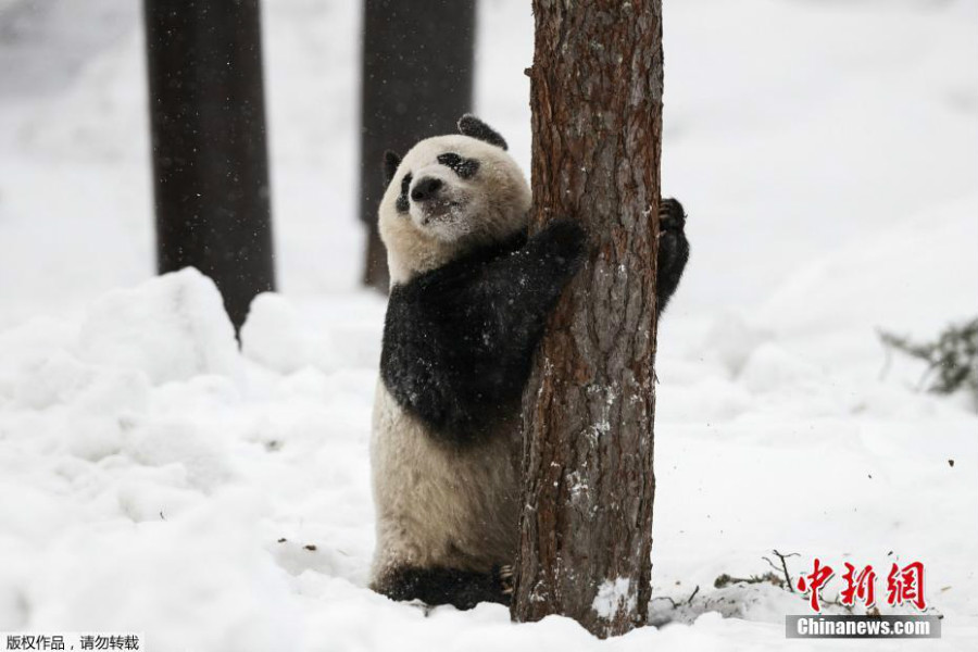 赴芬蘭大熊貓異國(guó)過(guò)年 雪中玩耍倒掛金鉤