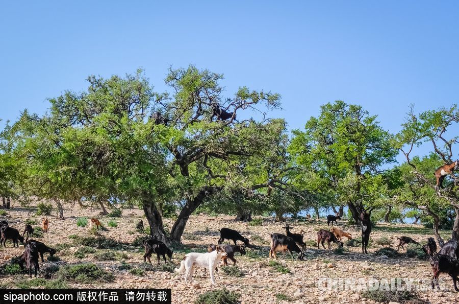 山羊也能上樹？摩洛哥羊爬堅(jiān)果樹吃果實(shí)