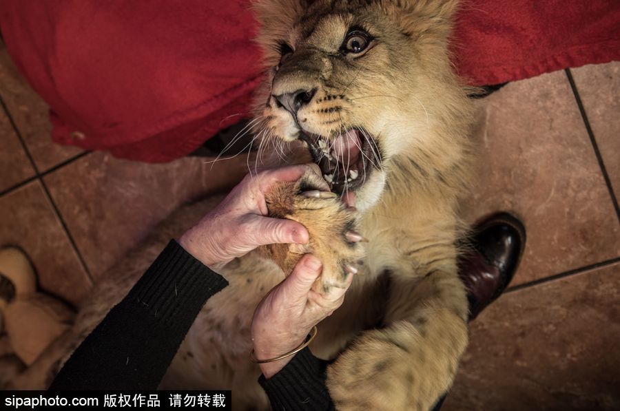 法國(guó)夫妻養(yǎng)獅子幼崽 恩愛(ài)日常令人艷羨