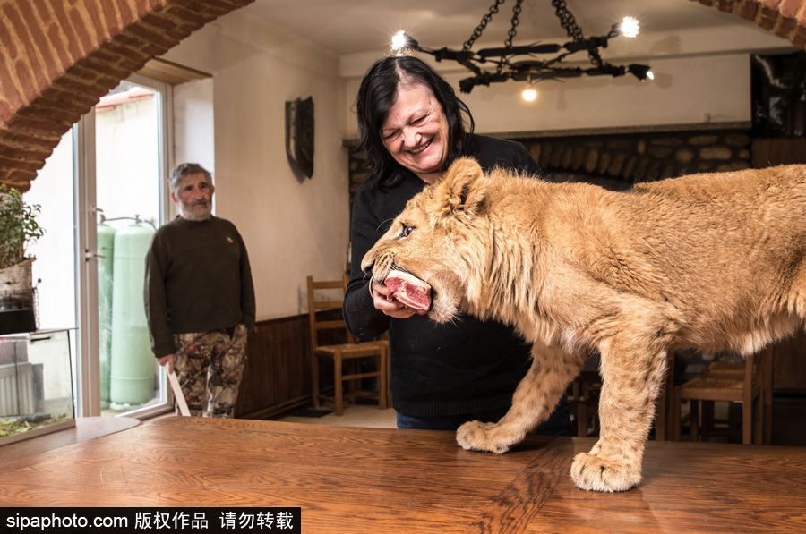 法國(guó)夫妻養(yǎng)獅子幼崽 恩愛日常令人艷羨