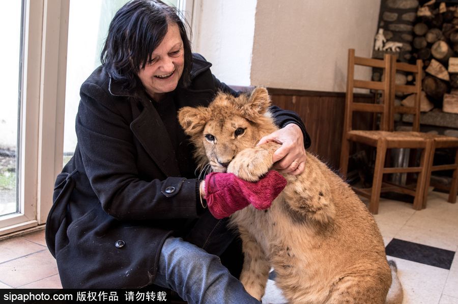 法國夫妻養(yǎng)獅子幼崽 恩愛日常令人艷羨