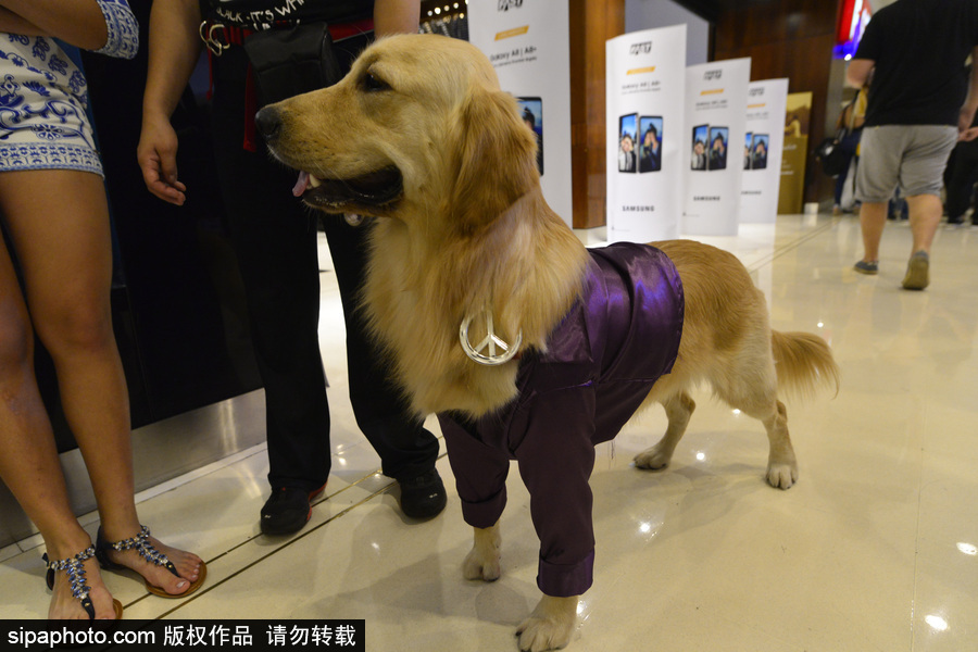 狗狗也扮靚 巴西圣保羅舉辦萌犬服裝比賽