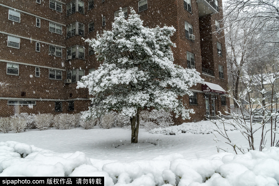 這波倒春寒來的迅猛！美國紐約遭遇暴雪天氣