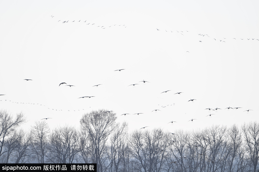 世界上最大的遷移之一 攝影實(shí)拍內(nèi)布拉斯加州沙丘鶴大遷徙