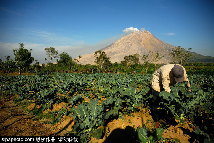 印尼錫納朋火山暫時趨于平緩 農(nóng)民菜田淡定勞作