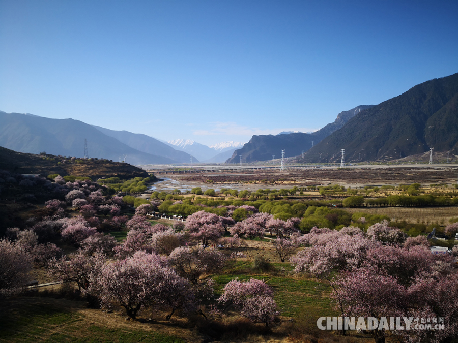 西藏林芝第十六屆桃花旅游文化節(jié)開幕