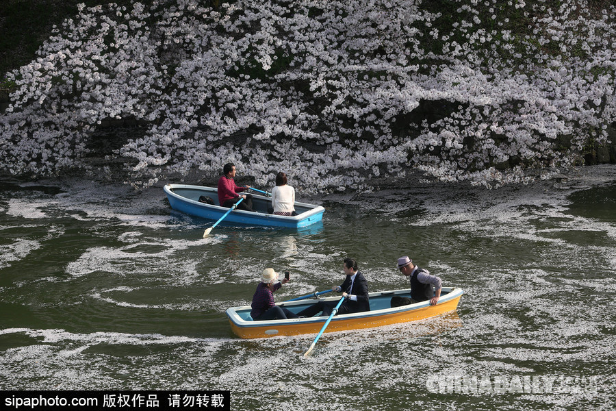 日本東京千鳥(niǎo)淵公園櫻花盛開(kāi) 民眾泛舟小湖賞櫻如仙境