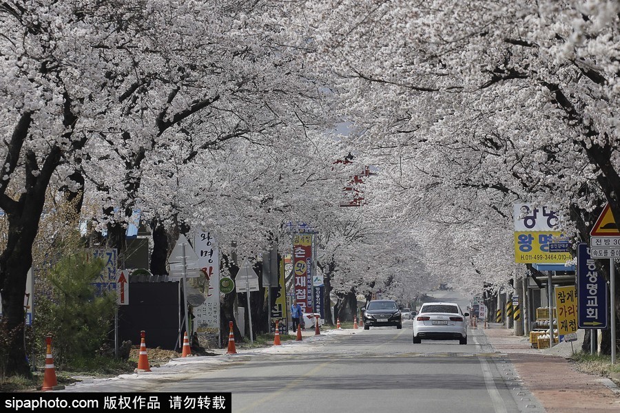 河?xùn)|十里櫻花路！韓國河?xùn)|郡櫻花盛放春意醉人