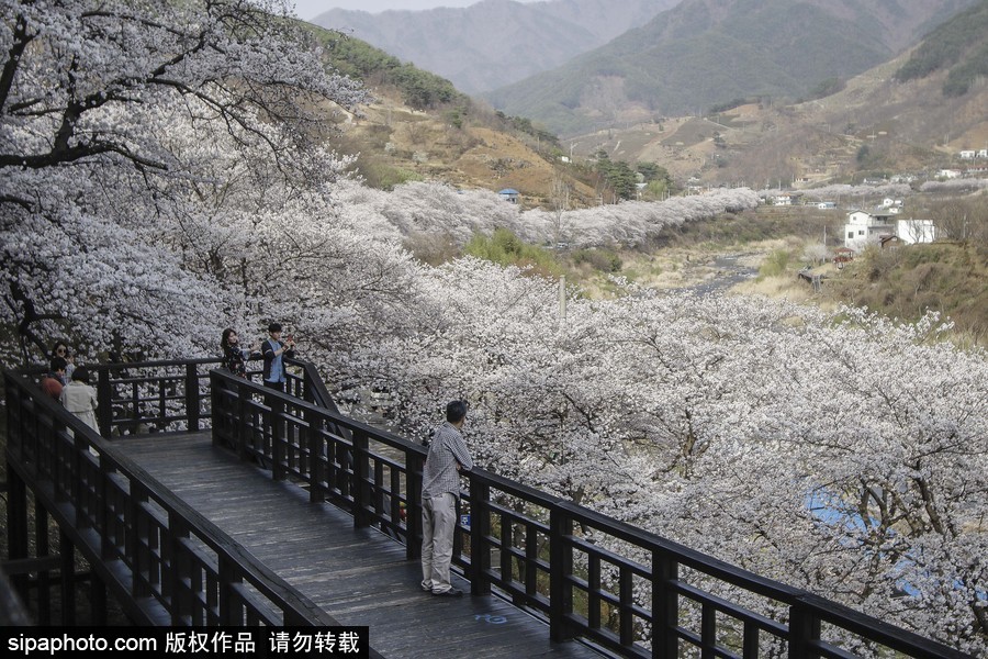 河東十里櫻花路！韓國河東郡櫻花盛放春意醉人