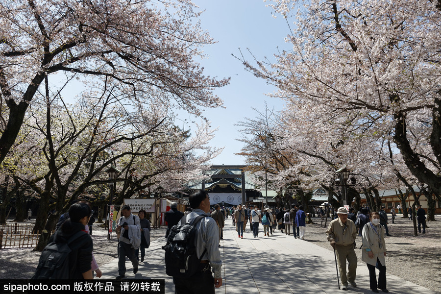 日本東京櫻花進(jìn)入盛開期 游人如織暢游花海