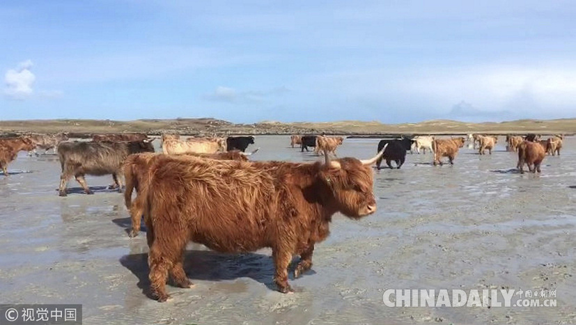 荒島來客！英國主人帶牛群“渡海”到無人島產(chǎn)仔