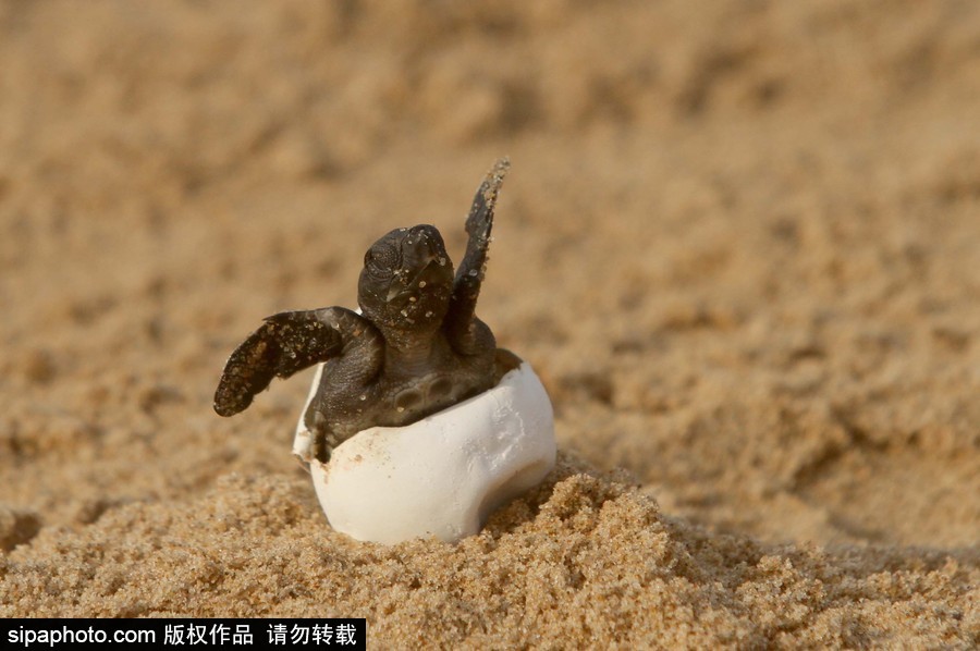 印度：海灘上剛剛孵化的小麗龜 呆萌可愛