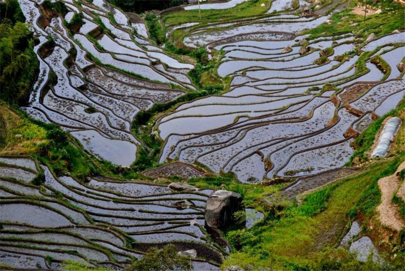 紫鵲界梯田獲“全球重要農(nóng)業(yè)文化遺產(chǎn)”授牌